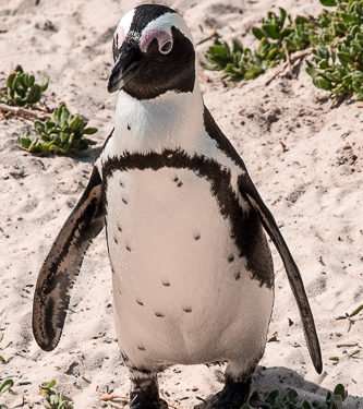 Boulders Beach - a praia dos pinguins em Cape Town. © Imagina na Viagem