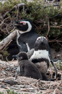 Boulders Beach - a "praia dos pinguins" em Cape Town. © Imagina na Viagem