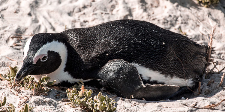 Boulders Beach - a "praia dos pinguins" em Cape Town. © Imagina na Viagem
