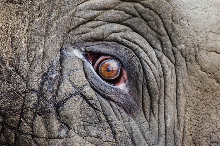 Porque escolhi não fazer Safari na África do Sul. Foto: Pixabay