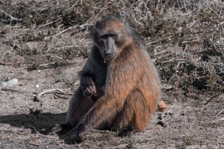 Porque escolhi não fazer Safari na África do Sul. Foto: © Imagina na Viagem